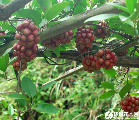 大血藤种植技术(大血藤怎么管理和怎么种植)