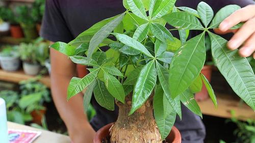 发财树种植方法和注意事项(发财树种植时需要注意什么)