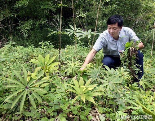 海螺七种植技术