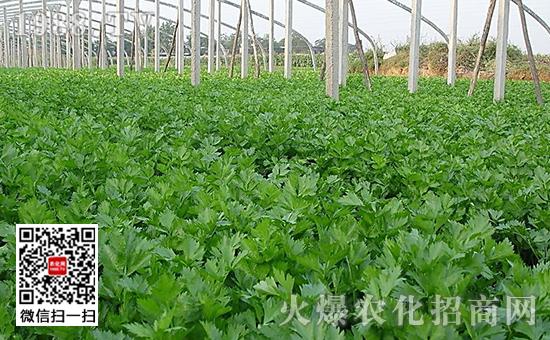 芹菜重茬地种植技术(芹菜种植技术和种植时间和气温)