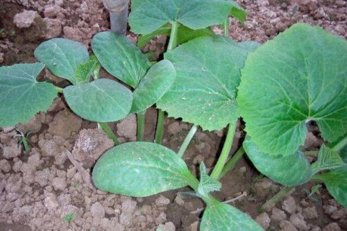 夏季冬瓜种植技术