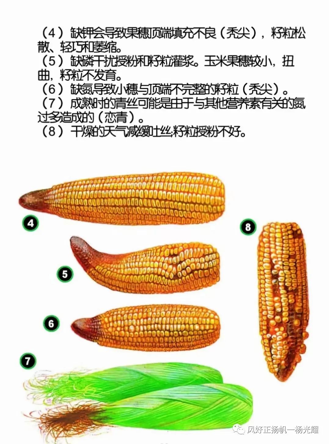 玉米种植缺营养症状的表现图解(玉米缺苗种什么好)