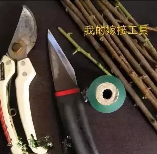 果树嫁接十二种技法(图解)(果树嫁接新方法视频)