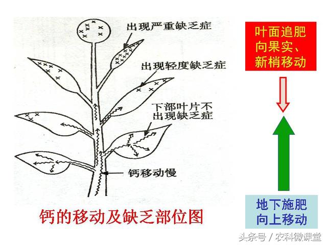 苹果秋冬施肥管理技术(苹果树冬季施肥好.还是来年春季好)