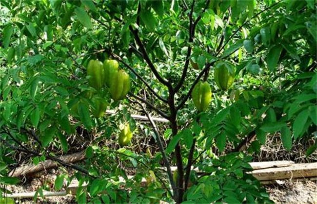 杨桃的高产种植技术(春花生高产种植技术)