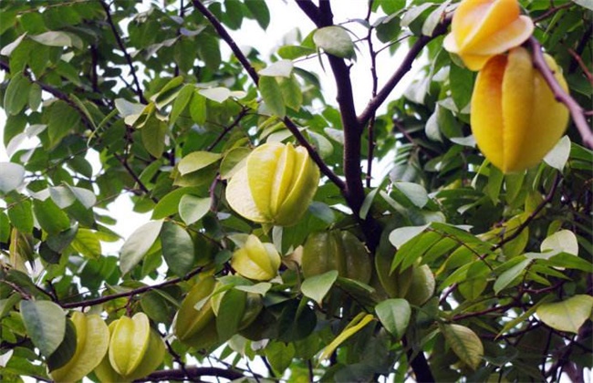 杨桃的高产种植技术(春花生高产种植技术)