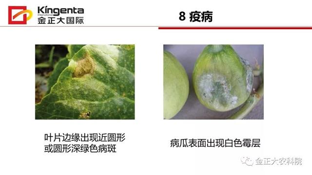 甜瓜植保简介(博洋9号甜瓜简介)