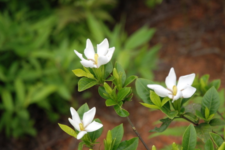 栀子花干叶子怎么补救(栀子花叶子掉完了很干咋办)