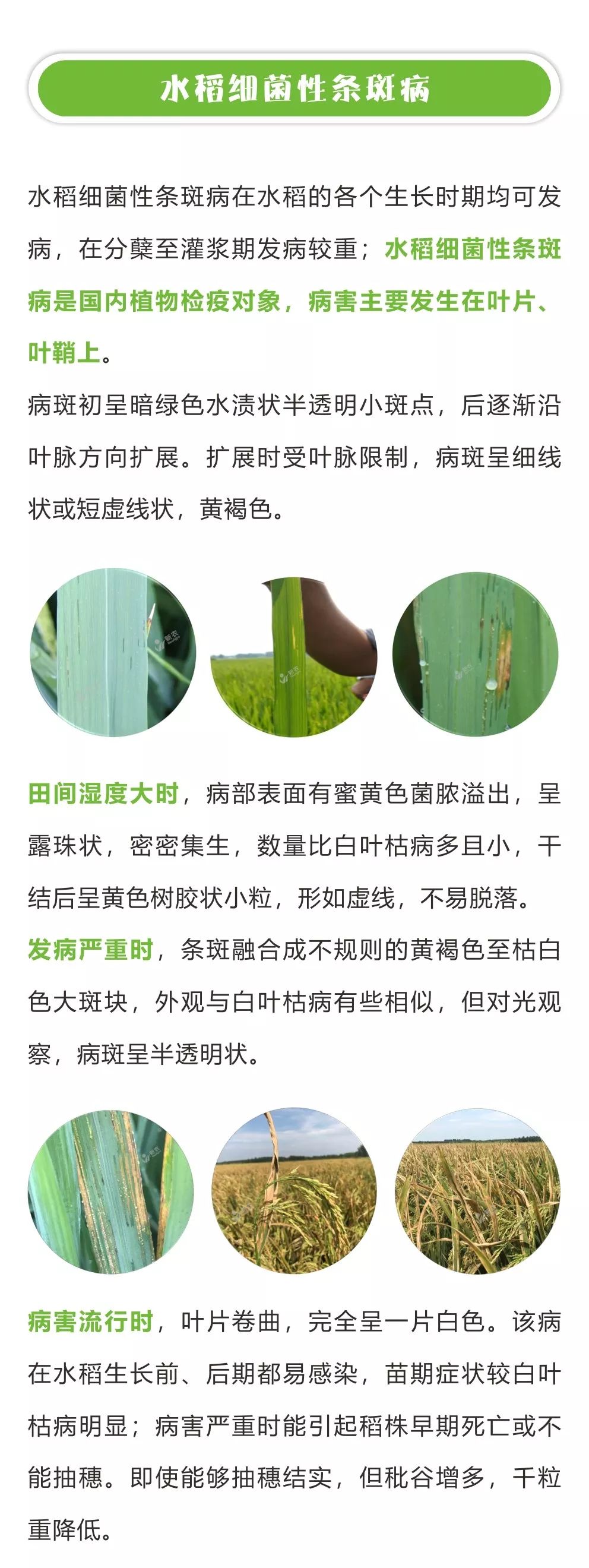 水稻细菌性病害小知识 发病初期准确判断很关键