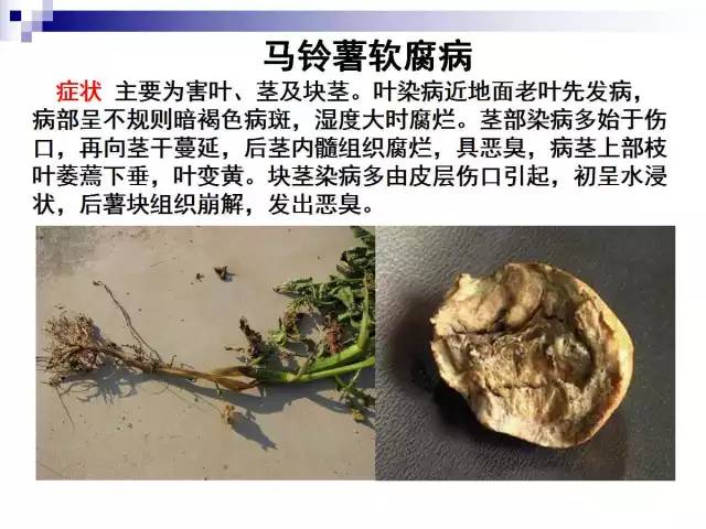 最全的马铃薯病害详解(马铃薯病害及防治措施)