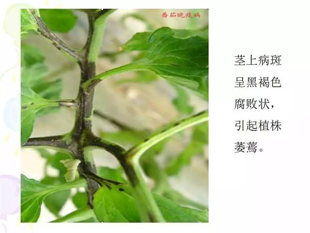 番茄病虫害图解及防治方法(番茄病虫害图片与防治方法)