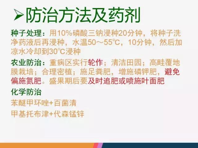 西红柿“十四大”病害症状和解决方案