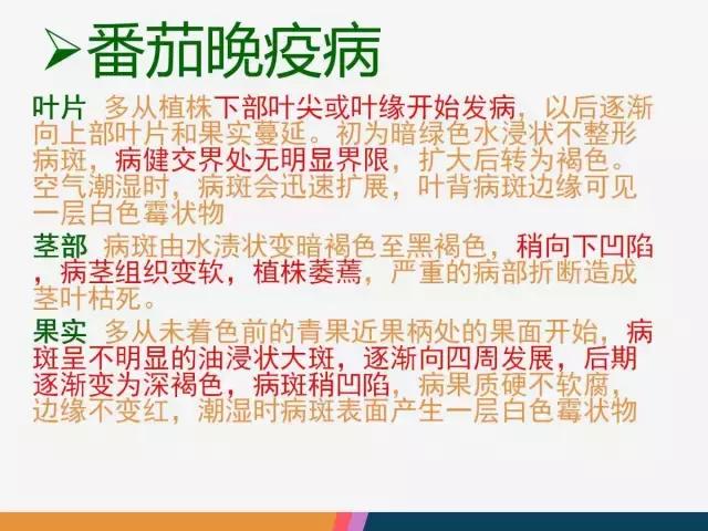 西红柿“十四大”病害症状和解决方案