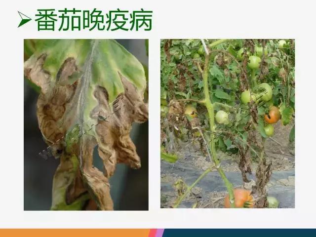 西红柿“十四大”病害症状和解决方案