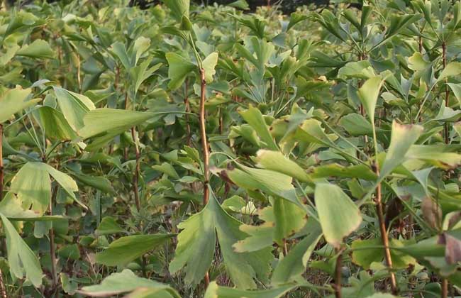 银杏种子价钱及种植办法(银杏种子的种植方法和时间)