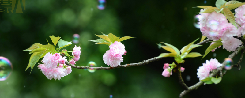 樱花是啥树的花(樱花开放的季节是几月)