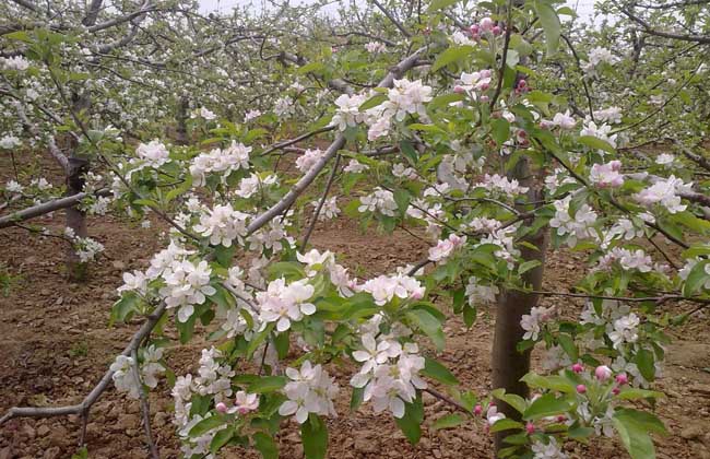 苹果树整形修剪技术(苹果树整形修剪技术下)