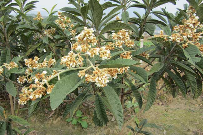 大果枇杷的种植栽培技术(枇杷果种植技术与管理技术)