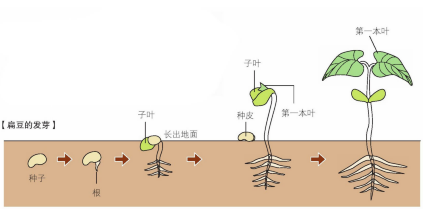 油菜种子怎么种才发芽快