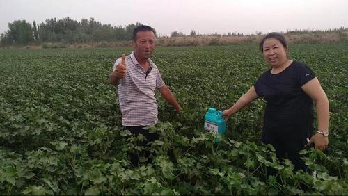 棉花轻简化栽培技术要点