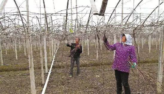 葡萄棚架H型栽培修剪技术(葡萄棚架图)