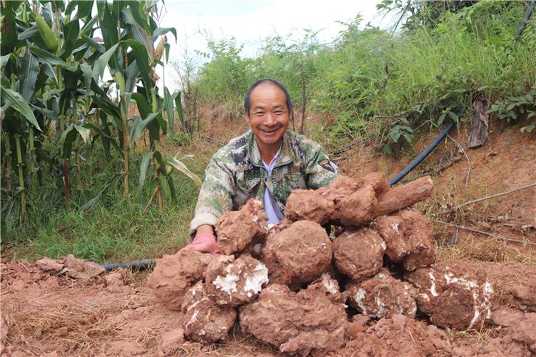 活松树怎样种茯苓