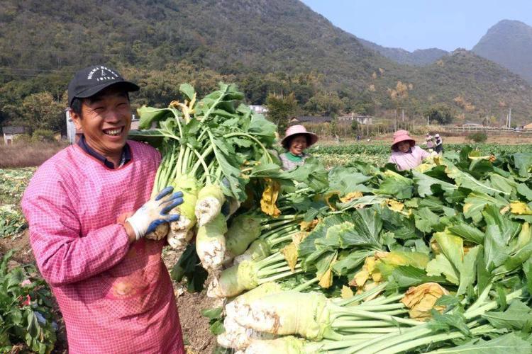 越冬大头菜种植管理