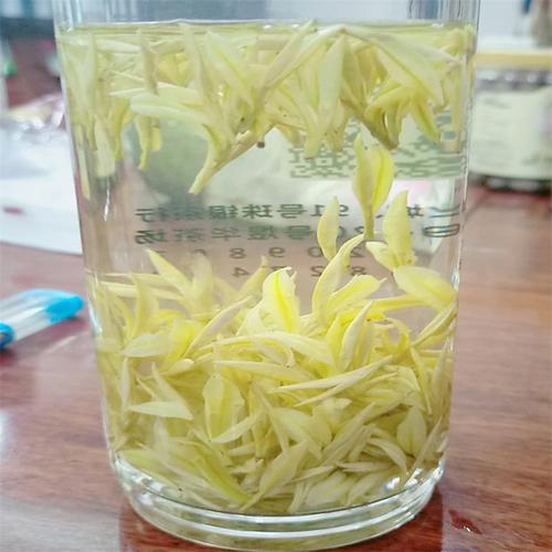 黄金芽茶叶种植条件(黄金芽茶叶是什么茶)