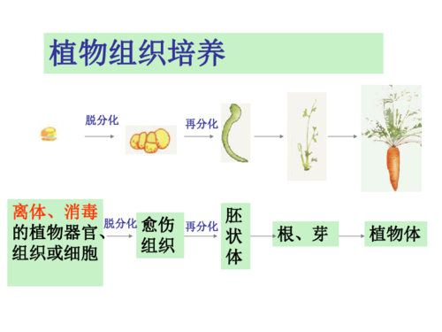 植物组织培养是克隆技术吗