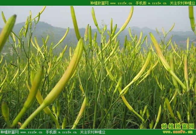 宁夏黄花菜种植技术
