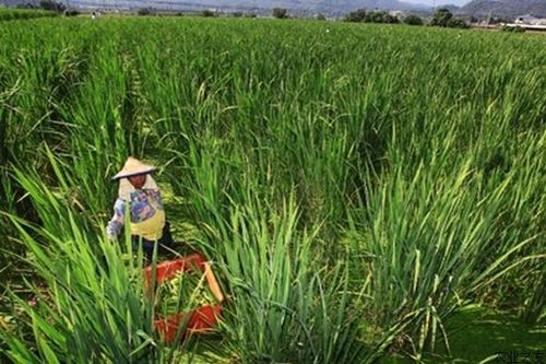 无锡茭白种植技术