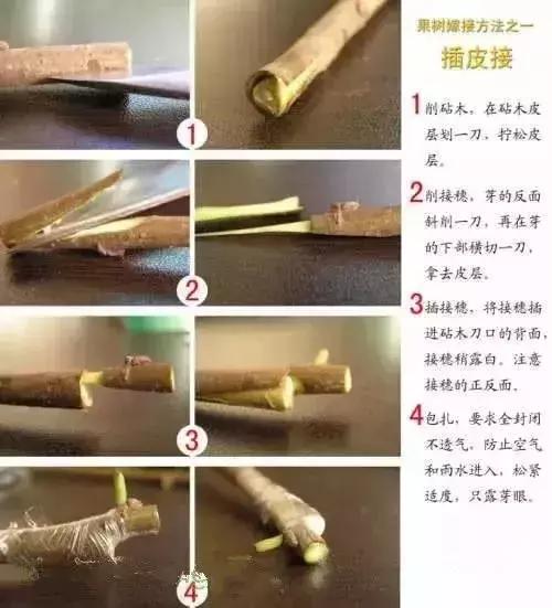 果树嫁接十二种技法(图解)(果树嫁接新方法视频)