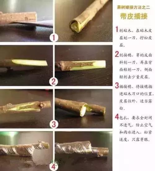 果树嫁接十二种技法(图解)(果树嫁接新方法视频)