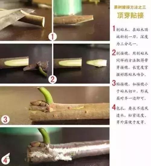 果树嫁接十二种技法(图解)(果树嫁接新方法视频)