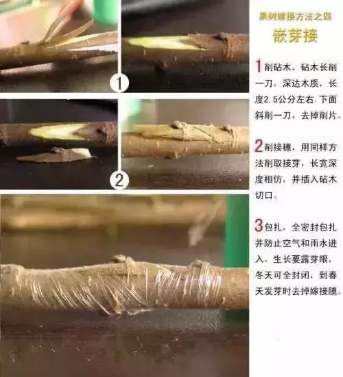 果树嫁接十二种技法(图解)(果树嫁接新方法视频)