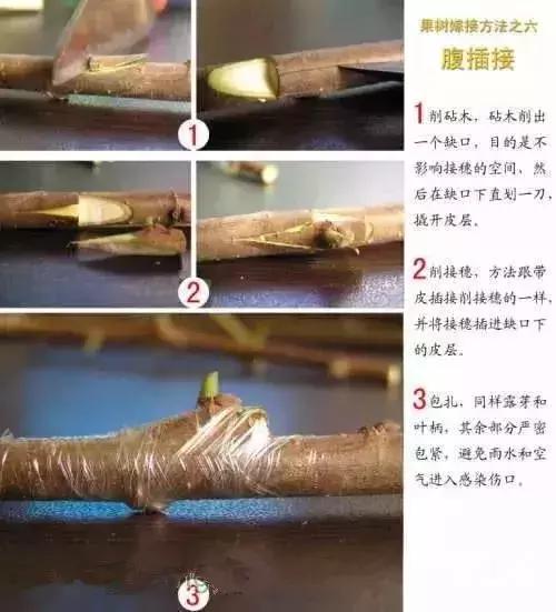 果树嫁接十二种技法(图解)(果树嫁接新方法视频)