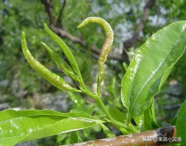 枣树主要病虫害以及防治方案(农广天地枣树病虫害防治视频)