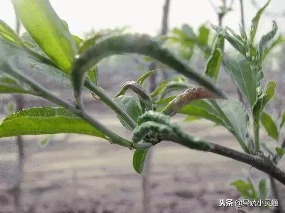 枣树主要病虫害以及防治方案(农广天地枣树病虫害防治视频)