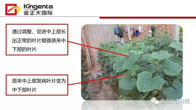 作物病虫害诊断及农药应用基础(农作物病虫害区域应急防治检测中心)