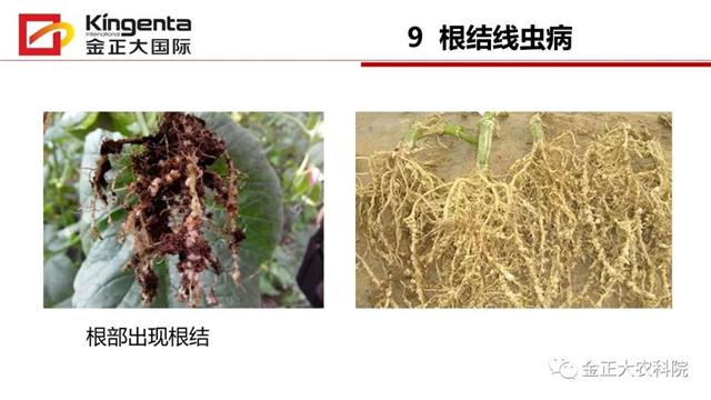 甜瓜植保简介(博洋9号甜瓜简介)