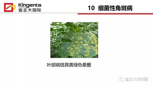 甜瓜植保简介(博洋9号甜瓜简介)