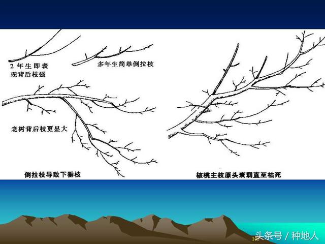 核桃整形修剪技术图解(树木整形修剪技术图解)