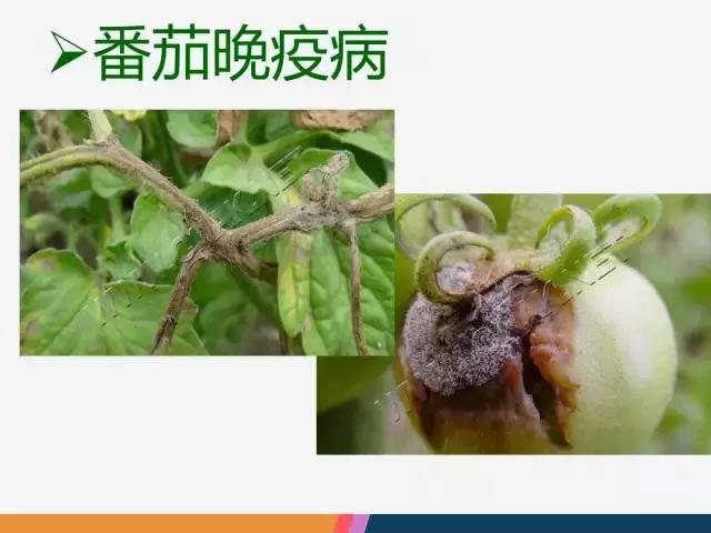 西红柿“十四大”病害症状和解决方案