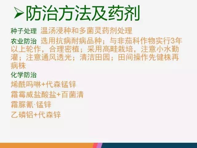 西红柿“十四大”病害症状和解决方案