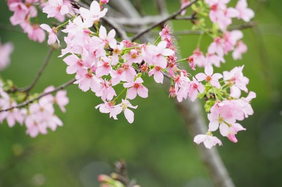 樱花是啥树的花(樱花开放的季节是几月)