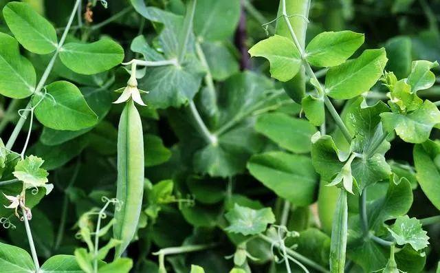 豌豆尖种植技术(种植豌豆尖的视频)