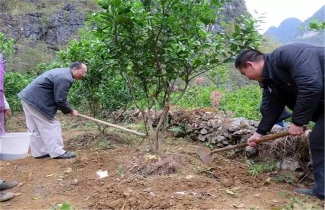 橙子树的施肥技术