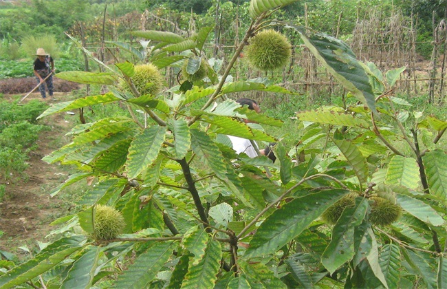 板栗树种植技术方法技巧(板栗树种植管理技术)