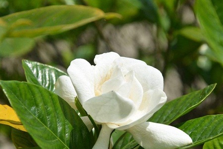 栀子花春天怎么种植