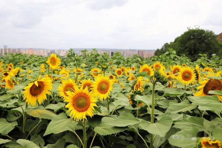 临夏市向日葵基地在哪里